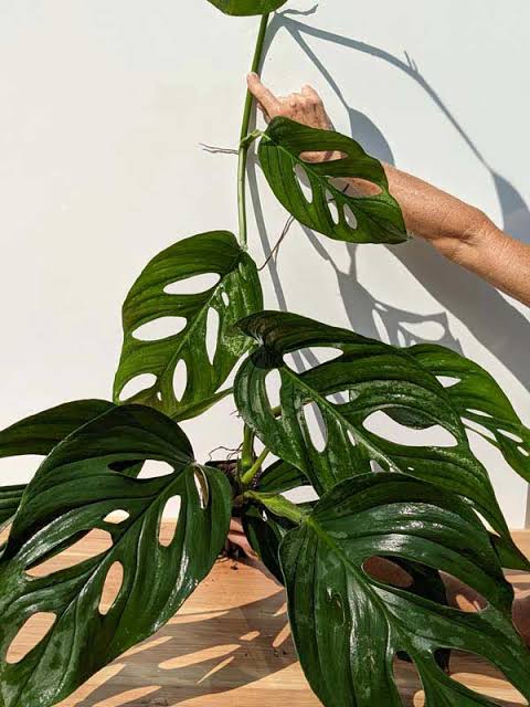 Monstera Obliqua Napo