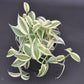 Super Variegated Vanilla Bean Orchid