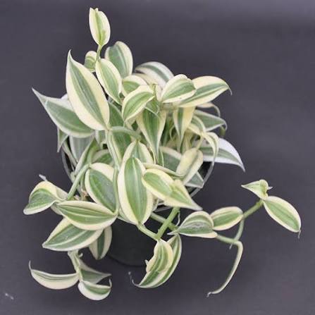 Super Variegated Vanilla Bean Orchid