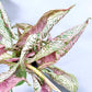 Syngonium Pink Rolli