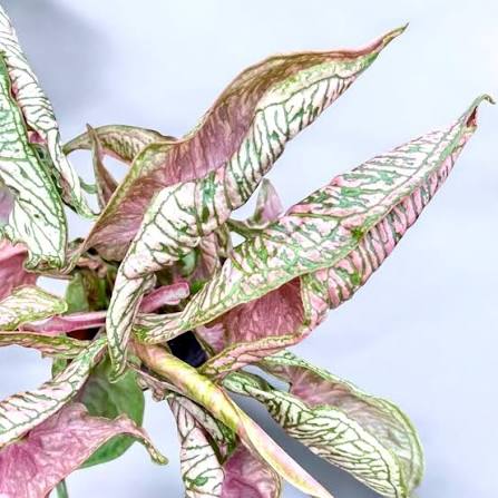 Syngonium Pink Rolli