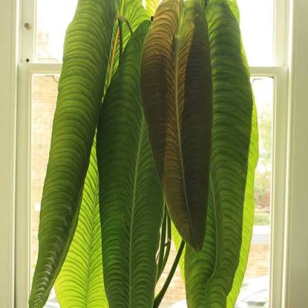 Anthurium Veitchii King
