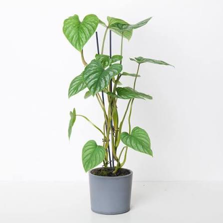 Philodendron Mamei XL Climbing Form