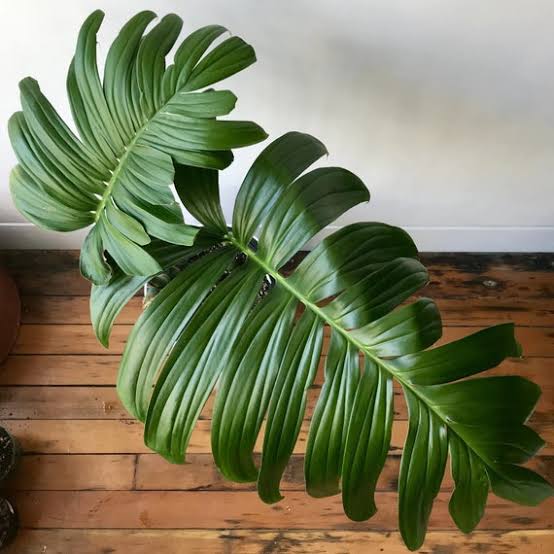 Epipremnum Pinnatum Dragon Tail
