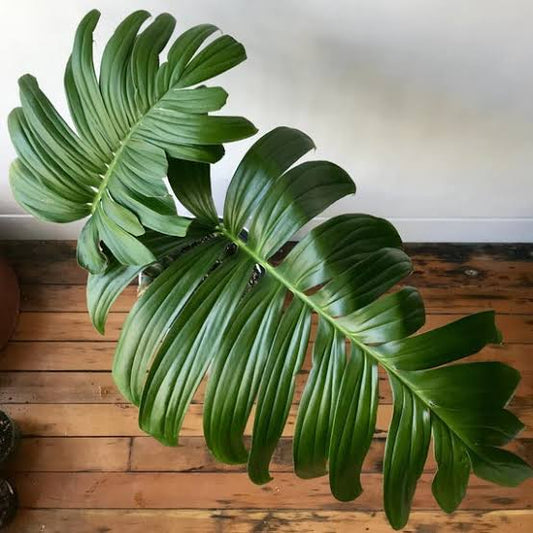 Epipremnum Pinnatum Dragon Tail