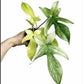 Philodendron Florida Ghost Mint