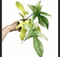 Philodendron Florida Ghost Mint