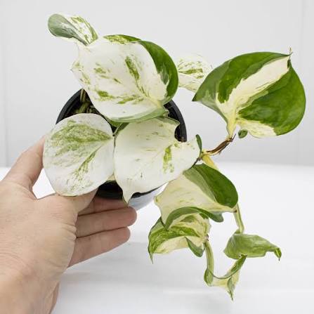 Epipremnum Aureum Manjula Pothos