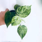 Philodendron Hederaceum Variegated Heartleaf Pothos