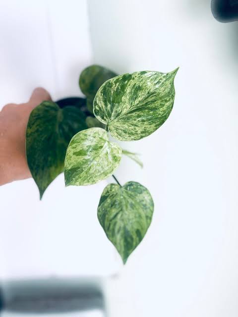 Philodendron Hederaceum Variegated Heartleaf Pothos