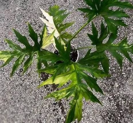 Philodendron Warscewiczii Tricolor