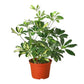 Variegated Dwarf Schefflera Arboricola Umbrella Tree
