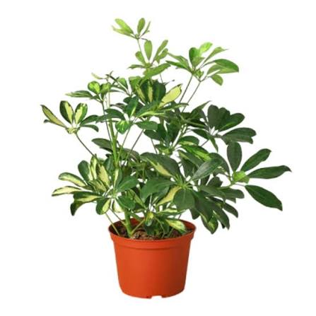 Variegated Dwarf Schefflera Arboricola Umbrella Tree