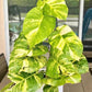 Giant Hawaiian Pothos