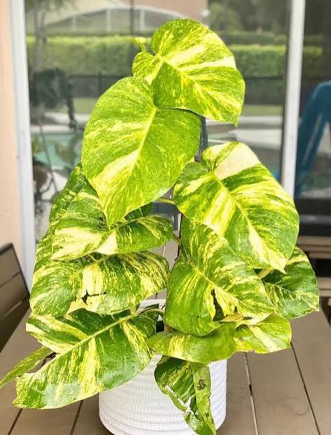 Giant Hawaiian Pothos