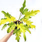 Philodendron Golden Xandu