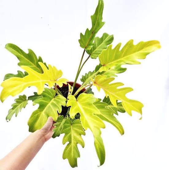 Philodendron Golden Xandu