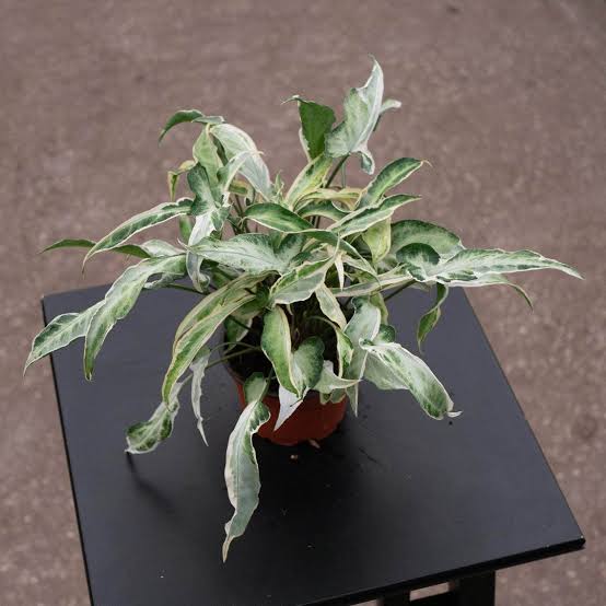 Syngonium Podophyllum 'Starlite'
