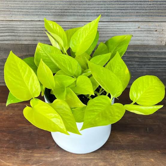 Epipremnum Aureum 'Variegated Neon' Pothos