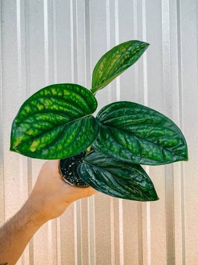 Monstera Peru