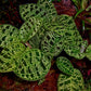 Macodes Petola Lightning Jewel Orchid