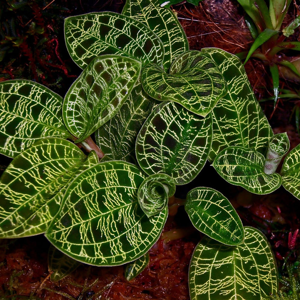 Macodes Petola Lightning Jewel Orchid