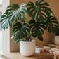 Seed Grown Monstera Deliciousa