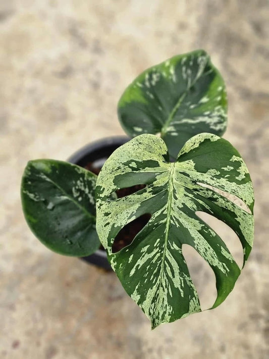 Monstera Deliciosa Bulbasaur