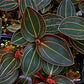 Sea Turtle Jewel Orchid