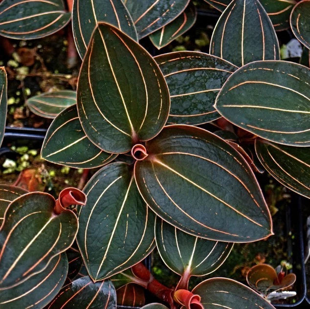 Sea Turtle Jewel Orchid