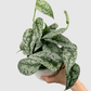 Scindapsus Silver Lady Starter