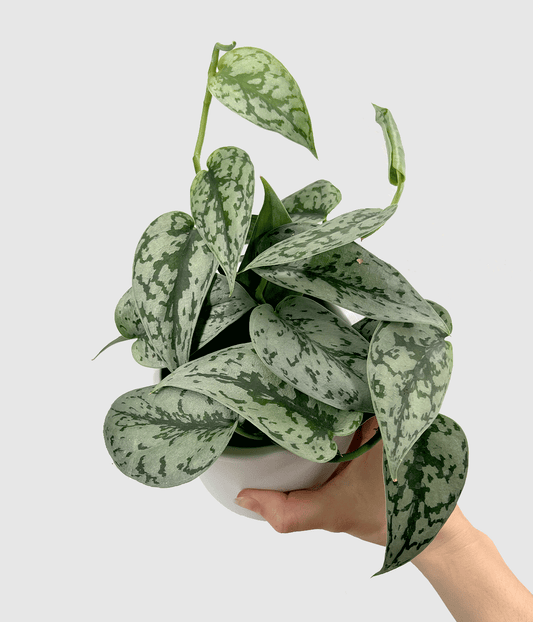 Scindapsus Silver Lady Starter