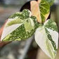 Philodendron Gloriosum Tricolor