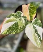 Philodendron Gloriosum Tricolor